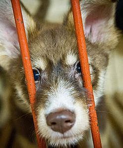 Twój pies koniecznie powinien to mieć