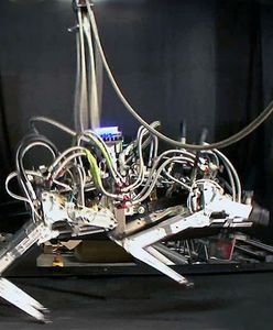 Oto najszybciej biegający robot na świecie