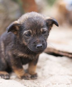 "Rzeczpospolita": Gminy podrzucają sobie nawzajem psy