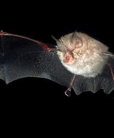 W Mediolanie zaangażowano nietoperze do walki z komarami