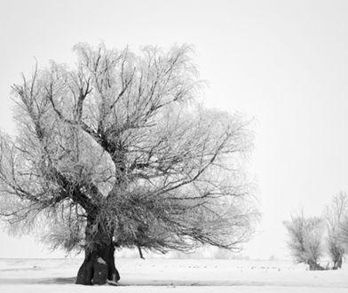 Śnieg przykrył Białystok