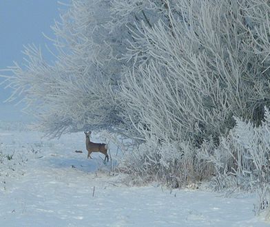 W Bieszczadach leży 25 - 30 cm śniegu