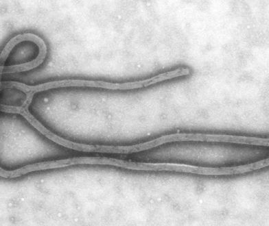 Brytyjski rząd obawia się wykorzystania eboli do ataku terrorystycznego