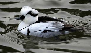 Bielaczki uciekają na północ. Zapędza je tam ocieplenie