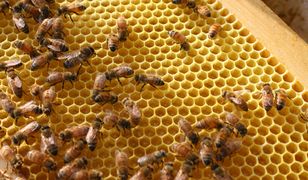 Na Dolnym Śląsku populacja pszczół po zimie zmniejszy się o ponad 30 proc.