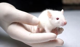 Amerykanie wszczepili szczurom nerki pozyskane z ludzkich płodów
