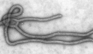 WHO: ebola wróciła do Liberii