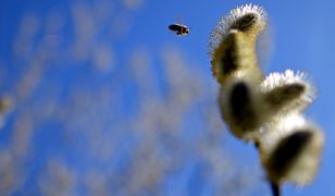 Prognoza pogody na 25 i 26 marca