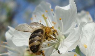 Pszczoły mogą uratować ludzi przed wstrząsami ekologicznymi