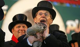 Świstak Phil zobaczył swój cień, zima będzie długa