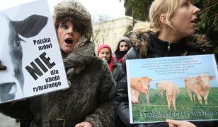 Prokuratura zdecyduje, czy będzie śledztwo ws. uboju rytualnego w Bohonikach