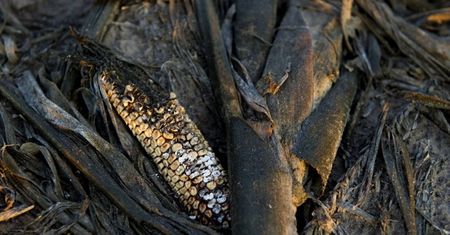 Susze i wzrost cen zbóż doprowadzą do drugiej Arabskiej Wiosny?