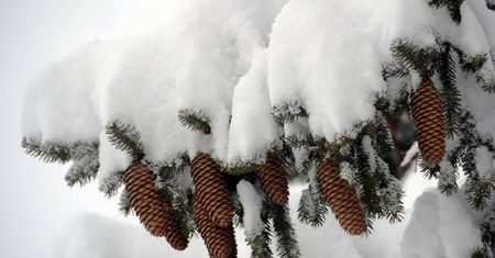 Wiatr powalił najgrubszą jodłę w Polsce