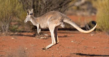 10 lat więzienia dla nastolatka z Australii za planowanie zamachu. Chciał zamontować pas szahida na kangurze