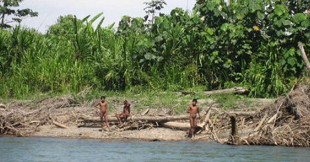 Drzewa w Amazonii zagrożone kombinacją pożarów i zmian klimatu