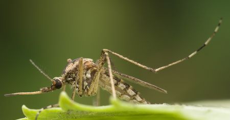 Entomolog dla WP.PL: walka z komarami jest niebezpieczna