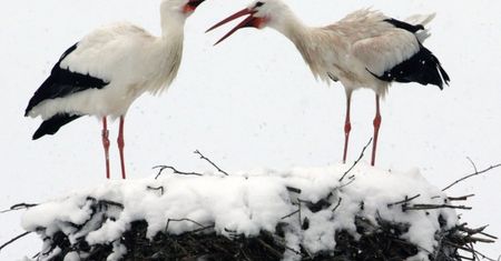 Eksperci: wiosna się nie spóźnia, ona znika