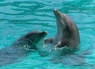 Rybacy zabili 30 delfinów w japońskim porcie