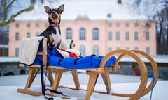 Mróz może być niebezpieczny dla naszych czworonogów