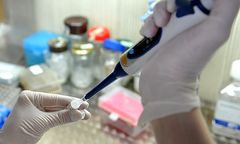 Klony - siostry owieczki Dolly - wcale nie starzeją się szybciej