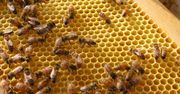 Na Dolnym Śląsku populacja pszczół po zimie zmniejszy się o ponad 30 proc.