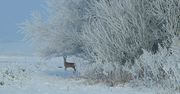 W Bieszczadach leży 25 - 30 cm śniegu