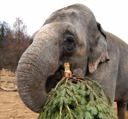 Praskie zoo wystawia obrazy słonicy Shanti