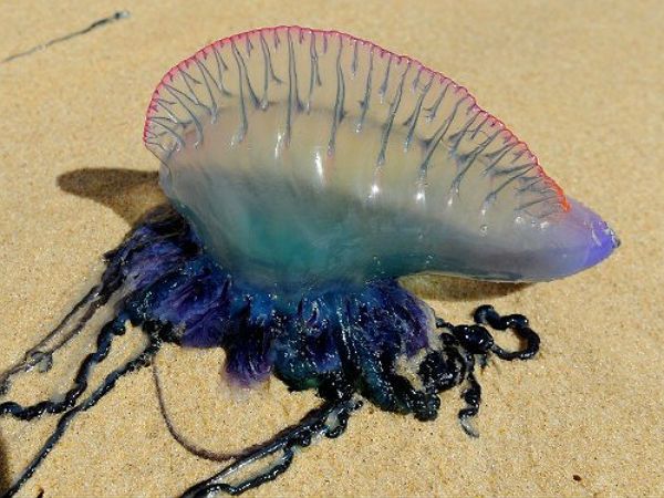 Groźne meduzy u wybrzeży Hiszpanii