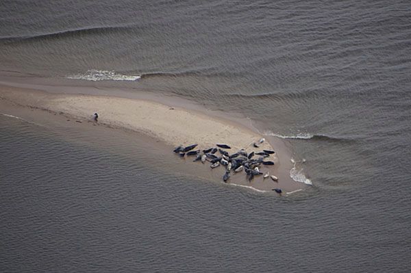 WWF: mamy foczy rekord na polskim wybrzeżu