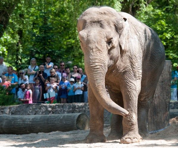 Słonica Magda z łódzkiego zoo świętuje 50. urodziny