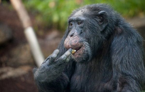 Szympansy skonstruowały drabinę i uciekły z zoo