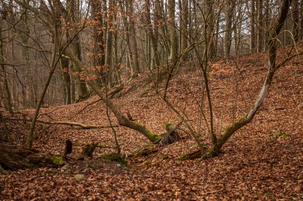 Najwyższy stopień zagrożenia w lasach