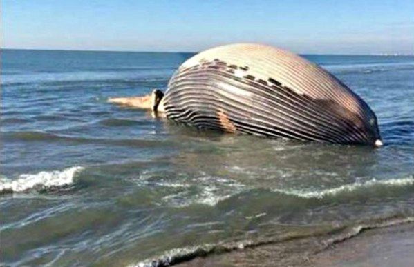 Ogromny finwal na francuskiej plaży