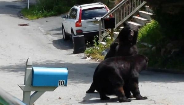 Zapasy dwóch niedźwiedzi w amerykańskim miasteczku