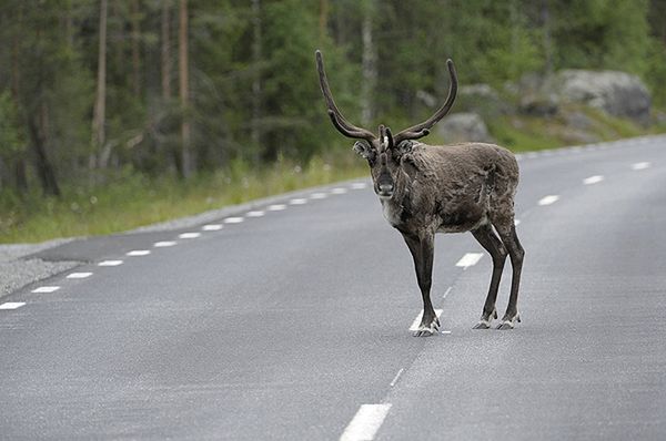 Renifery w Norwegii schroniły się w tunelu przed wysoką temperaturą