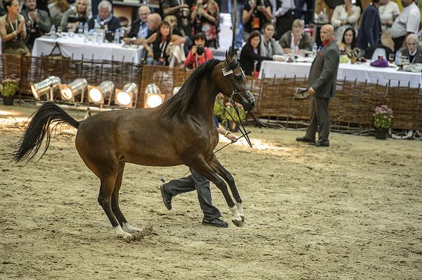 W Janowie Podlaskim sprzedano konie z polskich hodowli za ponad 2 mln euro
