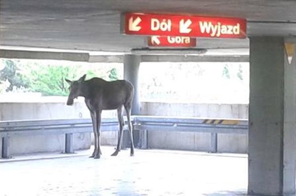 Łoś wszedł na teren centrum handlowego na Bemowie