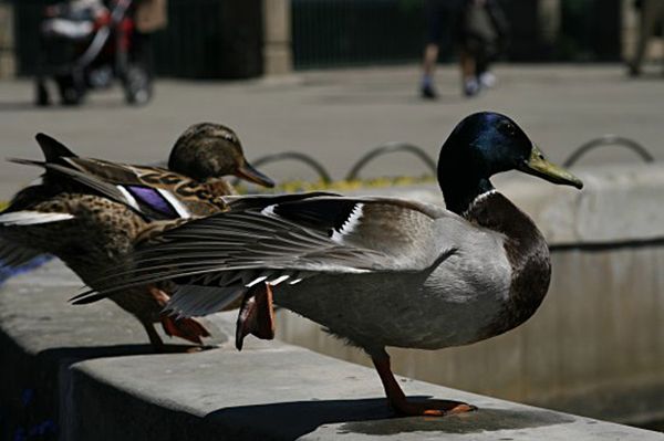 Ptaki zniknęły po rewaloryzacji trzech warszawskich parków