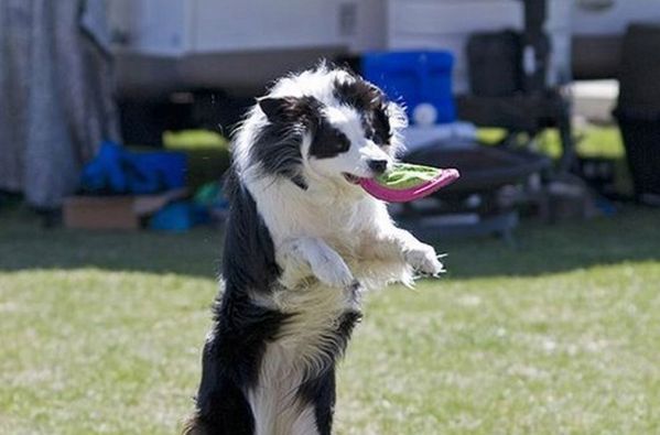 Latające psy w Powsinie! Mistrzostwa DogFrisbee