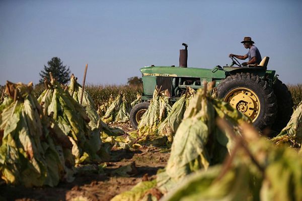 Koncerny tytoniowe wykorzystują dzieci na plantacjach w USA - alarmują obrońcy praw człowieka