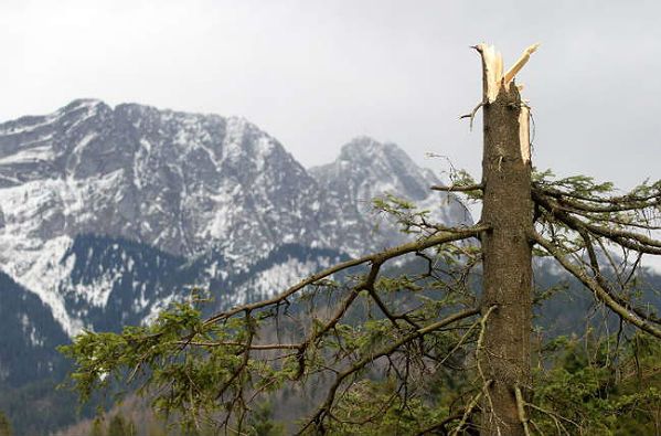 Zakopane po przejściu halnego - zerwane dachy, powalone drzewa, zniszczone auta