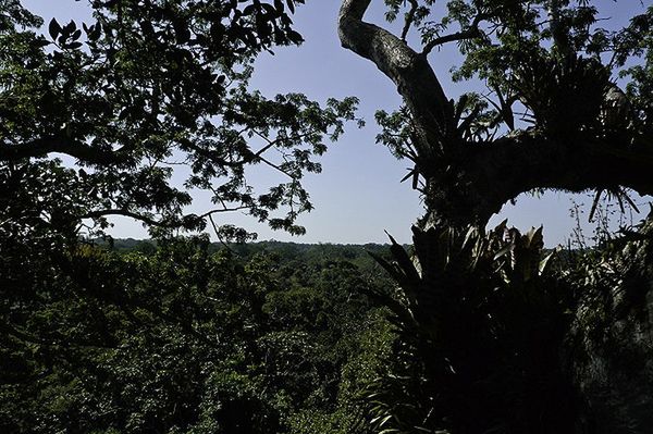 Prekolumbijskie ruiny odkryto w dżungli w Ekwadorze