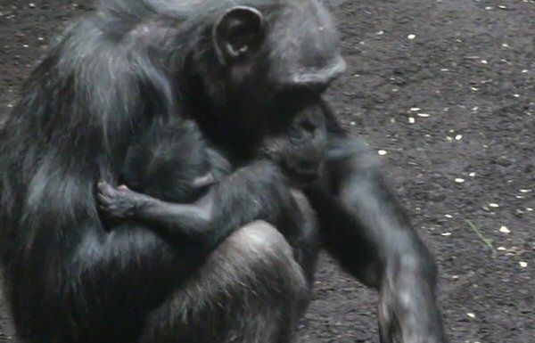Pierwszy szympans urodzony w warszawskim zoo