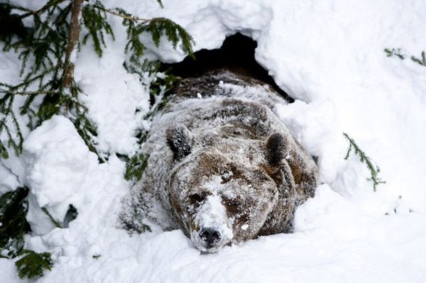 Tatrzańskie niedźwiedzie jeszcze nie śpią