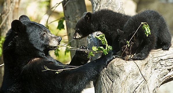 Niedźwiedź wszedł do baru na Alasce, został wyproszony