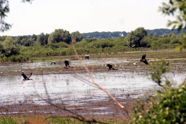 Bociany czarne odlatują do Afryki