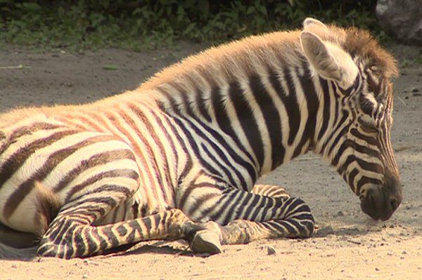 Zebra bezgrzywa przyszła na świat we wrocławskim zoo