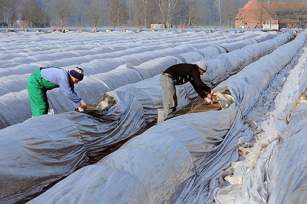 Samosąd na Polakach w niemieckiej wsi. Zostali porwani, związani i pobici