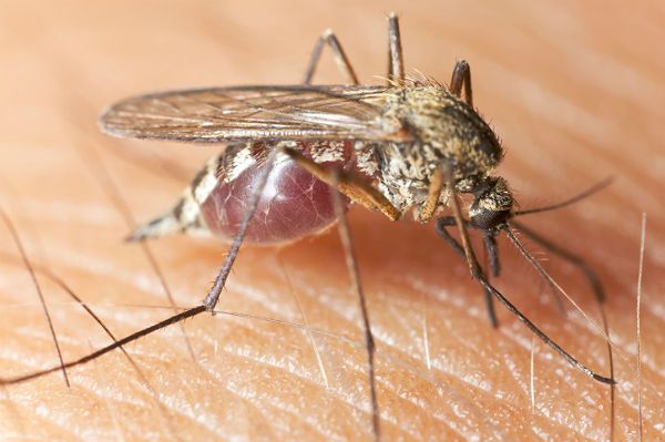 Ekspert: komary mogą nam dokuczać aż do października
