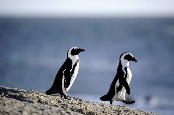 Dawniej na południu Afryki żyły nawet 4 gatunki pingwinów